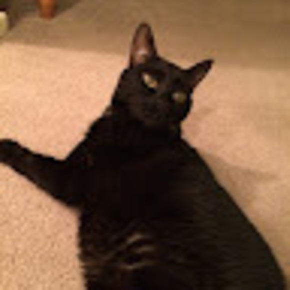 Meet your Posher, Romi - Picture 1 of 1